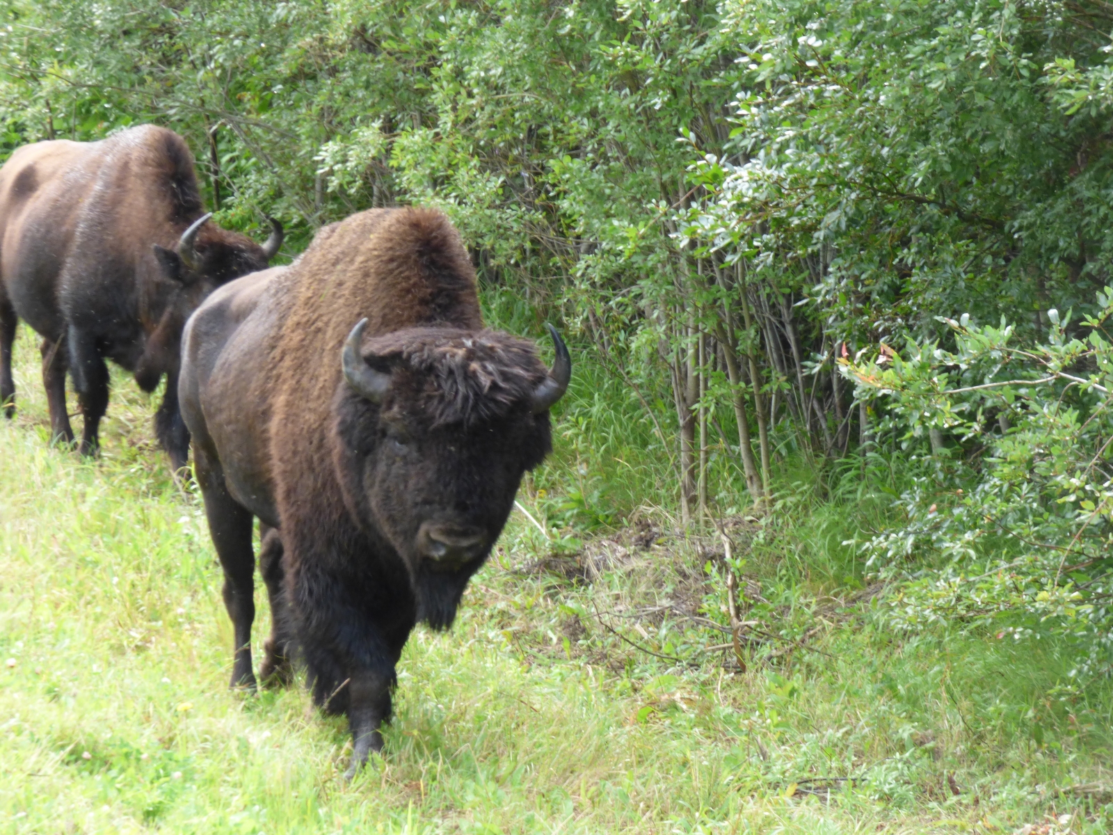 Bison strolling along highway.